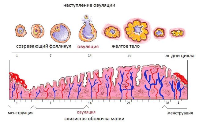 Схема наступления овуляции с подробным описанием