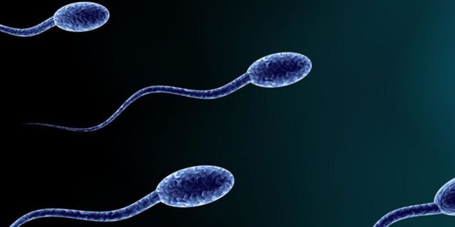 Сперматозоидыизображеные на рисунке