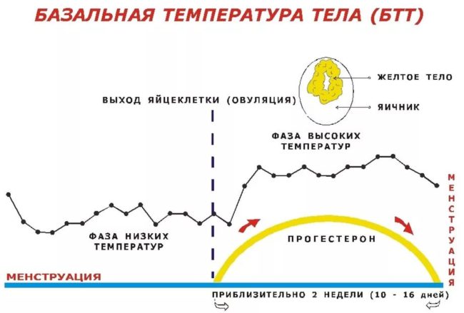 Схематически изображенный график базальной температуры тела