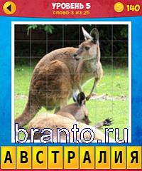 австралия, кенгуру