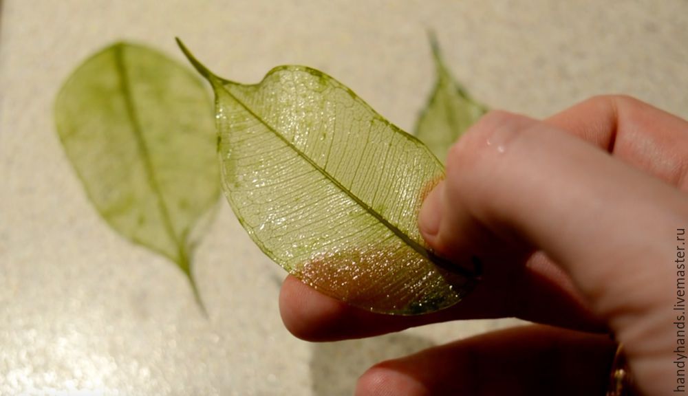 2 способа скелетирования листьев. Как сделать прозрачные листья. Видео мастер-класс, фото № 2