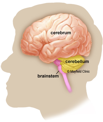A side view illustration of the human brain, with areas labeled and colored