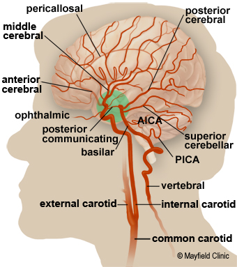 Detailed illustration of the arterior circulation of the brain