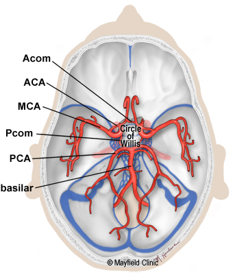 Illustration showing the Circle of Willis