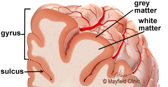 A detailed illustration of a fold is called a gyrus and the groove between is a sulcus