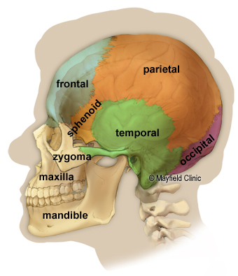 Side view illustration of a human skull