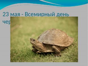 23 мая - Всемирный день черепахи 