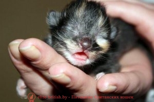 новорожденные котята, новорожденный котенок, новорожденный котенок фото, новорождённые котята фото, новорожденные шотландские котята, фото новорожденных вислоухих котят, новорожденные британские котята, новорожденный британский котенок, новорожденные котята британцы, развитие новорожденного котенка, развитие новорожденных котят, yjdjhj;ltyyst rjnznf, yjdjhj;ltyysq rjntyjr, yjdjhj;ltyysq rjntyjr ajnj, yjdjhj;ltyyst rjnznf ajnj, yjdjhj;ltyyst ijnkfylcrbt rjnznf, ajnj yjdjhj;ltyys[ dbckje[b[ rjnzn, yjdjhj;ltyyst ,hbnfycrbt rjnznf, yjdjhj;ltyysq ,hbnfycrbq rjntyjr