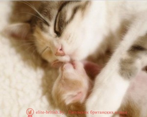 кошка с котенком, кошка с новорожденным котенком фото, новорожденные котята, новорожденный котенок, новорожденный котенок фото, новорождённые котята фото, новорожденные шотландские котята, фото новорожденных вислоухих котят, новорожденные британские котята, новорожденный британский котенок, новорожденные котята британцы, развитие новорожденного котенка, развитие новорожденных котят, yjdjhj;ltyyst rjnznf, yjdjhj;ltyysq rjntyjr, yjdjhj;ltyysq rjntyjr ajnj, yjdjhj;ltyyst rjnznf ajnj, yjdjhj;ltyyst ijnkfylcrbt rjnznf, ajnj yjdjhj;ltyys[ dbckje[b[ rjnzn, yjdjhj;ltyyst ,hbnfycrbt rjnznf, yjdjhj;ltyysq ,hbnfycrbq rjntyjr