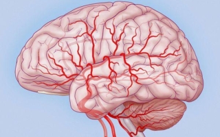 Особенности мозгового кровообращения