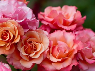 Собирать пазл Розовые розы онлайн