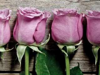 Собирать пазл Сиреневые розы онлайн