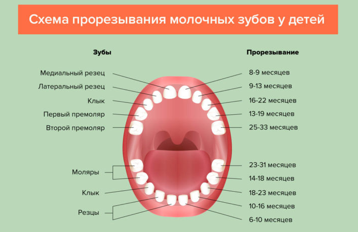 Ребенку 11 месяцев: зубы