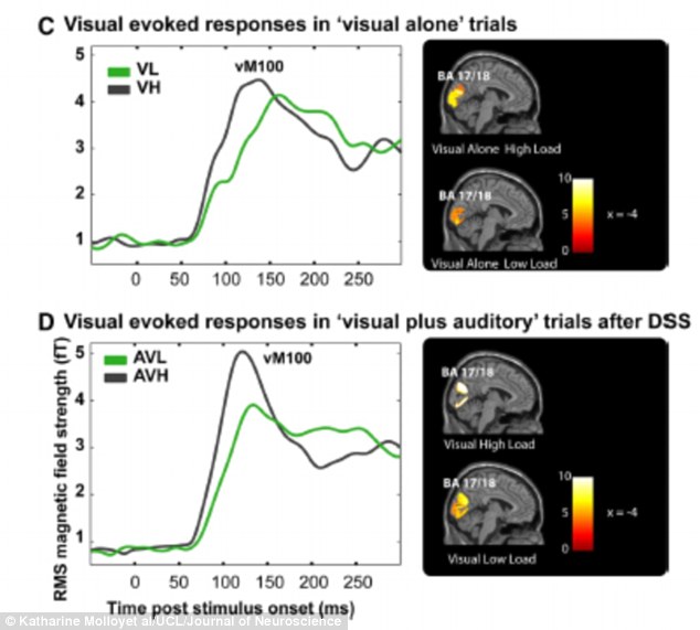 Brain scans revealed the auditory and visual cortexes compete for resources in the brain. When the visual load is high, it overrides the other senses, leaving the person effectively deaf to their surroundings. The images above show how the brain responded to a visual task and sound when doing that task (pictured)