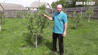 Как ухаживать за саженцами яблони - садовник с 20-им стажем