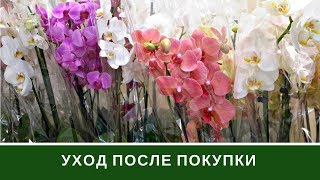 Уход За Орхидеей После Покупки 🌸 Орхидея Фаленопсис