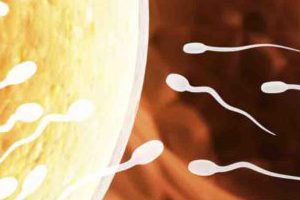 Подвижные сперматозоиды