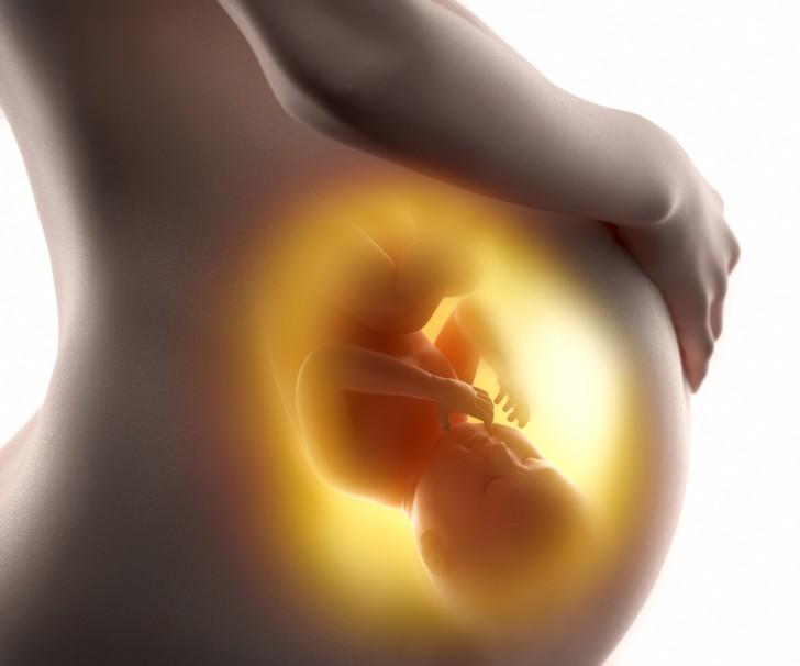 Сколько в среднем весит плацента и околоплодные воды по неделям и к концу беременности?