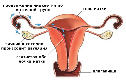 женский менструальный цикл