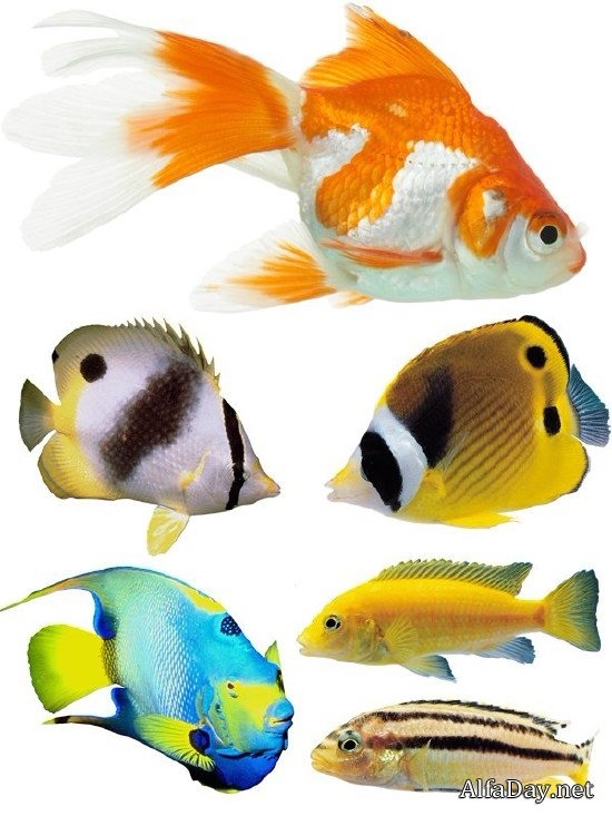 Картинки рыбки для детей на белом фоне (18)
