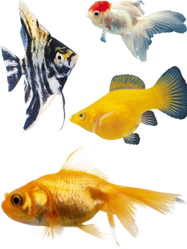 Картинки рыбки для детей на белом фоне (20)