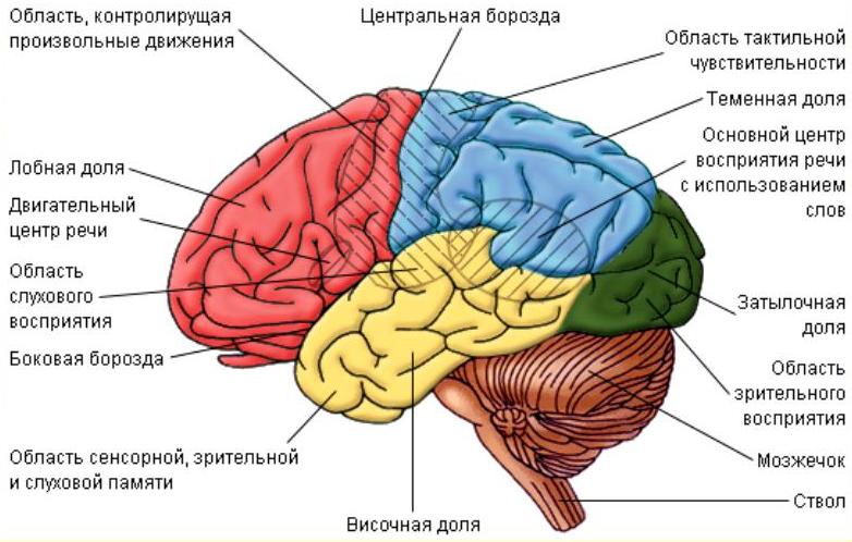 mozg-obshhee-anatomicheskoe-stroenie-golovnogo-mozga-infografika-foto...