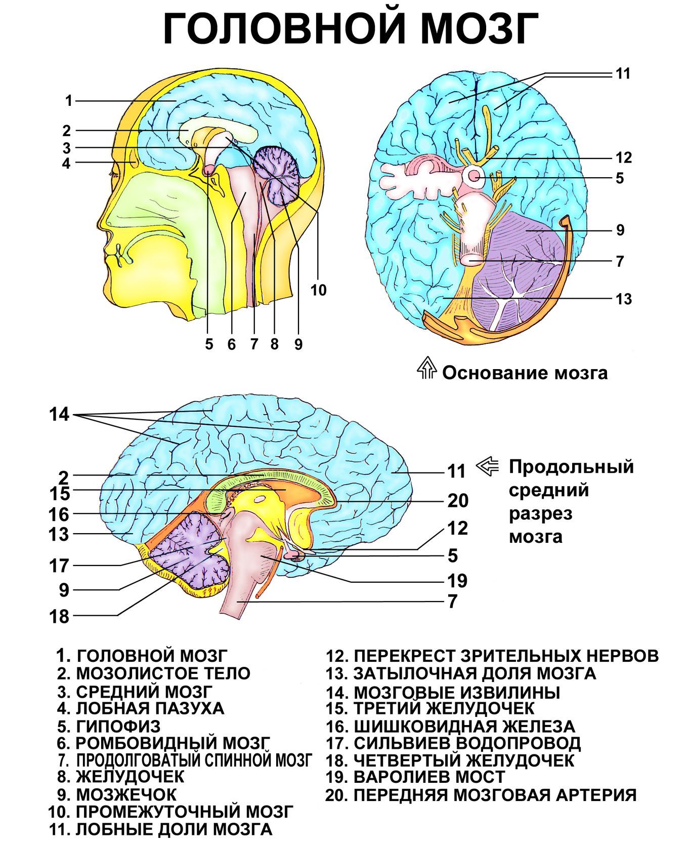 mozg-obshhee-anatomicheskoe-stroenie-golovnogo-mozga-infografika...