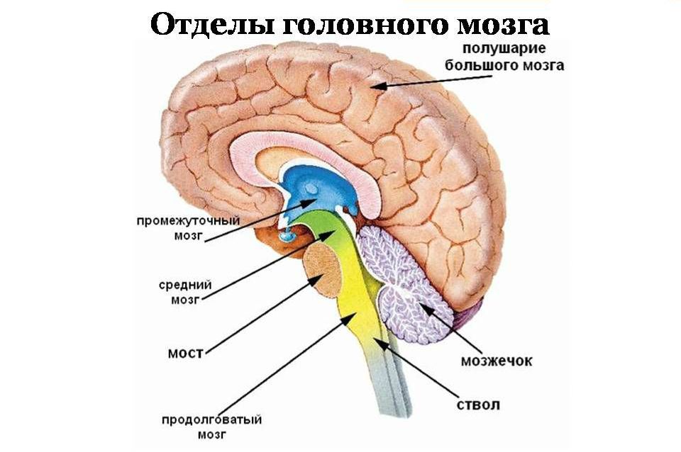 mozg-otdely-golovnogo-mozga-infografika
