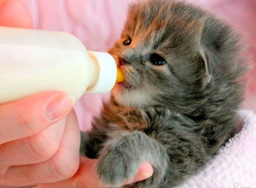кормить новорожденных котят