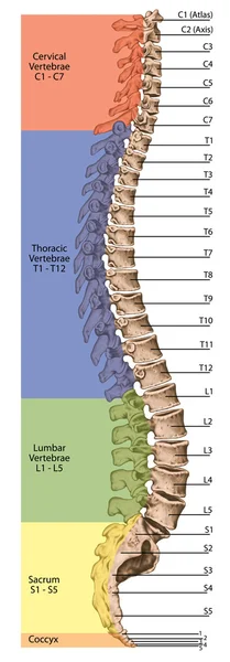 Дидактическое правление, анатомия, человеческая скелетная система, скелет, позвоночник, костлявый позвоночник, columna vertebralis, позвоночная колонка, позвоночные кости, стена ствола, анатомическое тело, боковое представление Стоковое Изображение