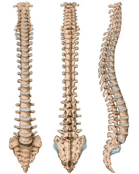 Анатомия человеческой костистой системы, человеческой скелетной системы, скелета, позвоночника, columna vertebralis, позвоночной колонки, позвоночных костей, стены ствола, анатомического тела, предшествующего, следующего и бокового представления Стоковое Изображение
