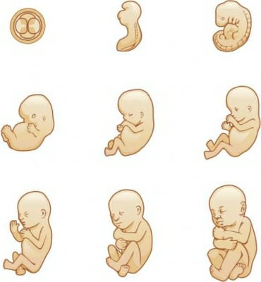 Рост эмбриона