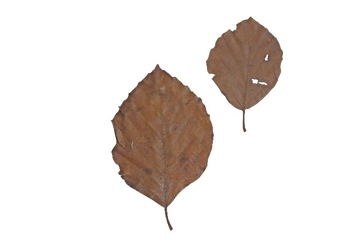 опавшие высушенные листья бука