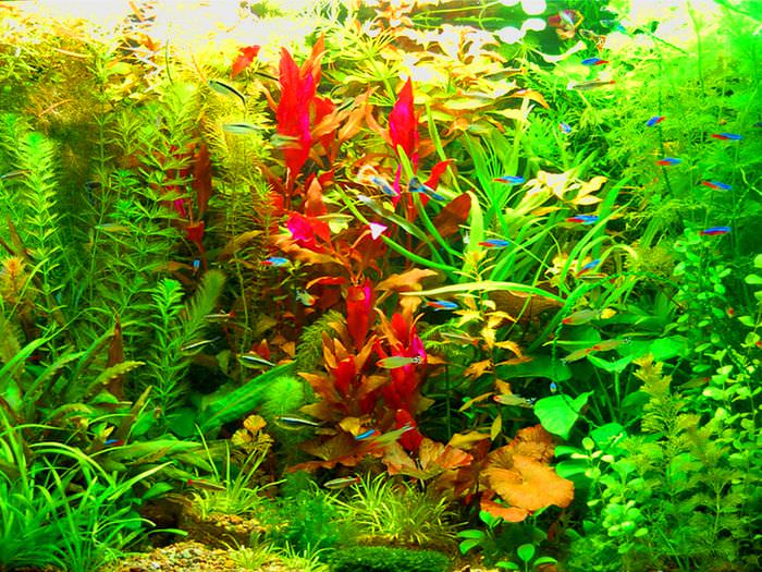 Обилие растительности в аквариуме голландского стиля