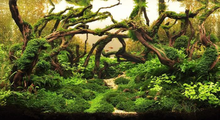 Оформление аквариума корнями и водорослями