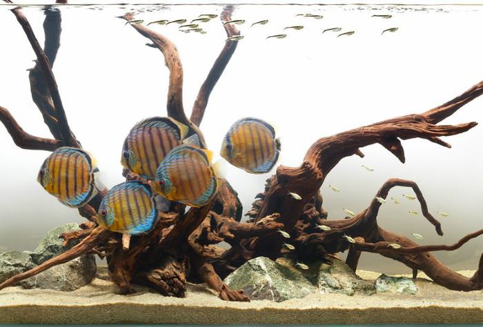 Полосатые рыбки в речном аквариуме