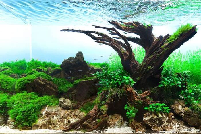 Корни дерева внутри аквариума