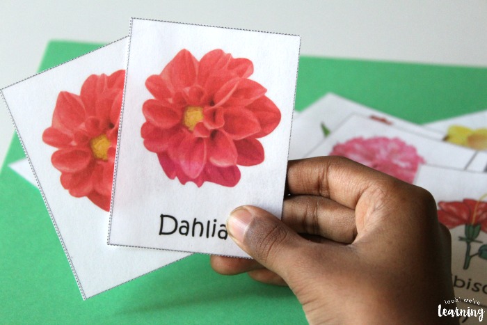 All About Flowers Flower Flashcards