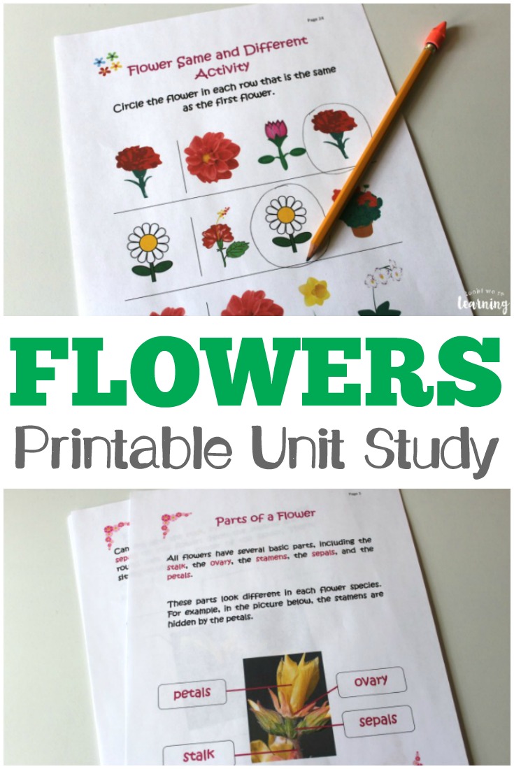 Get to know common flowers - just in time for spring - with this All About Flowers Printable Unit Study for Kids!