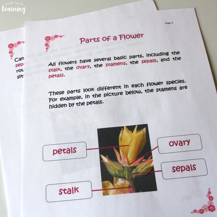 Parts of a Flower Activity