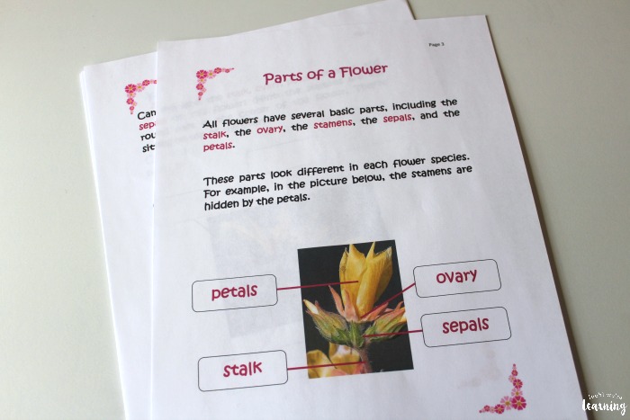 Parts of a Flower Printable Activity